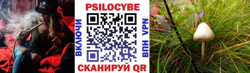 Псилоцибиновые грибы Psilocybe  hydra как зайти  Зубцов 
